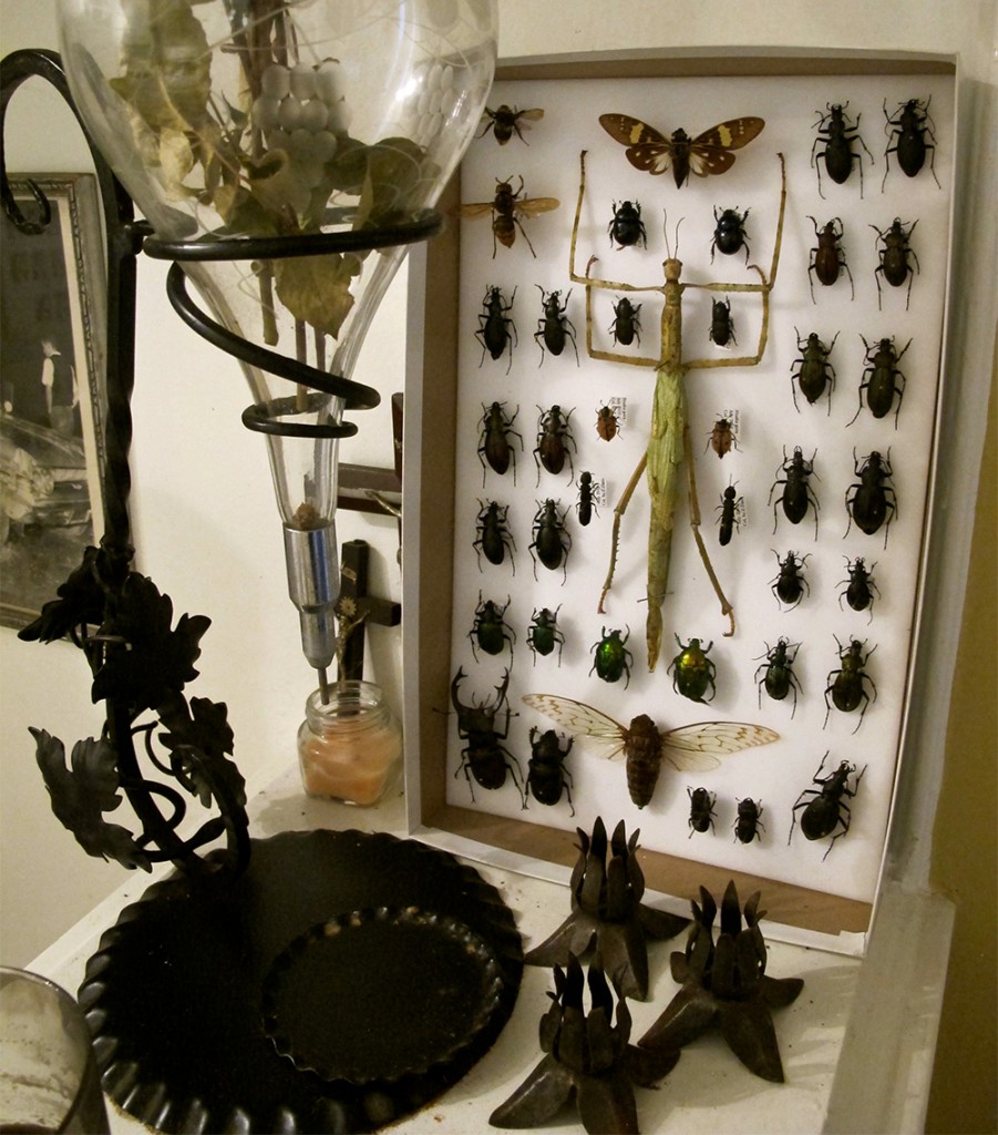 Doughty's home is filled with everything from vintage pharmaceutical devices to taxidermied insects.