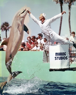 Finding old dolphin friends and other life lessons at the Jersey Shore